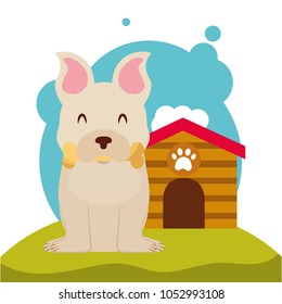 dog animal domestic