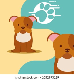 dog animal domestic