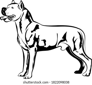 Dog Argentino standing full body vector illustration silhouette