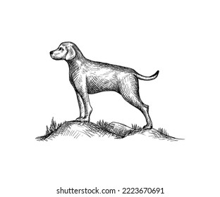 Dog art like cross hatching for a vector sketch