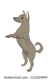 dog asking for food, vector, white background