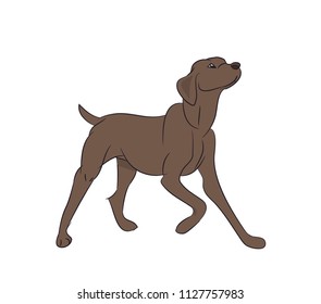 dog asking for food, vector, white background