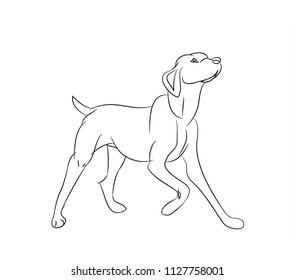 dog asking, lines, vector. White background