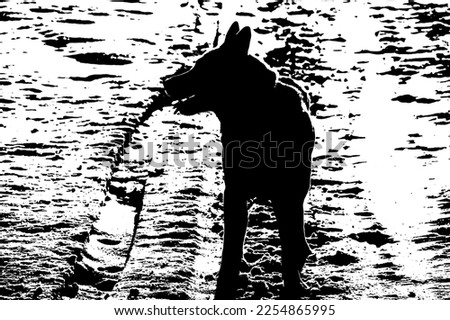 Dog in the backlight sunset winter evening
