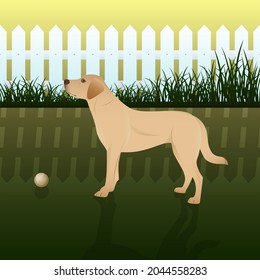 A dog with a ball walks in the yard