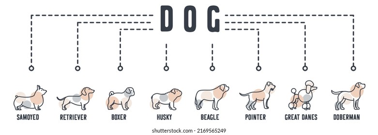 Dog banner web icon. labrador, poodle, schnauzer, st bernard, bulldog, pug puppy, dachshund, welsh corgi vector illustration concept.