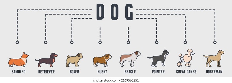 Hundebanner-Web-Icon. Labrador, Poodle, Schnauzer, St-Beard, Bulldog, Pug-Welpe, Datschund, schweizer Corgi-Vektorgrafik-Konzept.