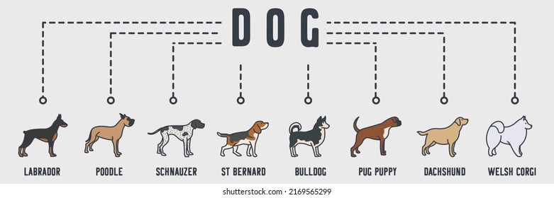 Dog banner web icon. samoyed, retriever, boxer, husky, beagle, pointer, great danes, doberman vector illustration concept.