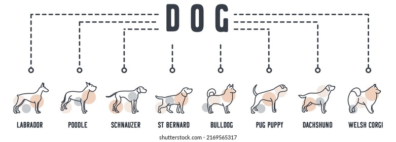 Dog banner web icon. samoyed, retriever, boxer, husky, beagle, pointer, great danes, doberman vector illustration concept.