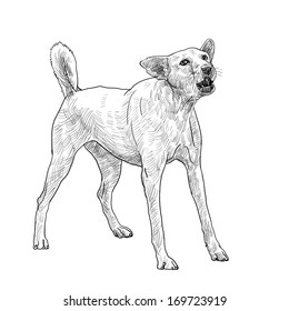 the dog is barking like seeing a stranger