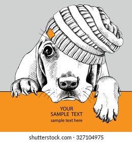 Dog Basset Hound portrait in the knitted hat. Vector illustration.