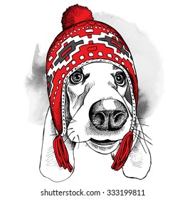 Dog Basset Hound in a red winter long knit hat. Vector illustration.