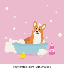 Dog bath. Dog grooming. Cute dog in foam. Corgi.