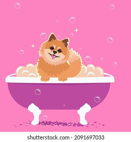 A dog in the bathtub. Care for animals. Spitz dog breed. Cartoon colorful illustration of a fun dog in a bathtub for a grooming salon.   Can also be used for web design. Vector