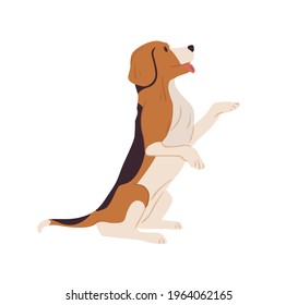 Dog of Beagle breed standing on hind legs and asking for smth. Doggy on back paws with tongue hanging out. Profile of cute small puppy. Colored flat vector illustration isolated on white background