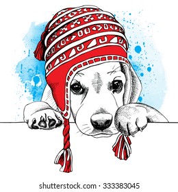 Dog Beagle in a red winter long knit hat on blue background. Vector illustration.