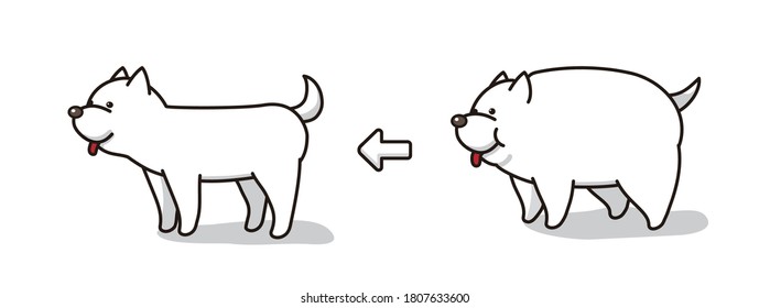 dieta para perros antes y después
