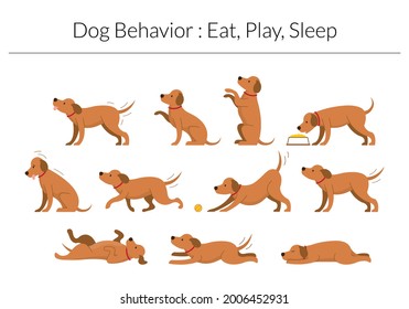 Dog Behavior Set, Eat, Play, Sleep Concept, Various Action and Posture, Body Language
