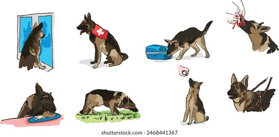 dog behaviours - german shepherd, digitally hand drawn