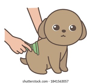 The dog being brushed. white background.