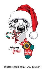 Dog in a big Santa's cap with a Christmas sock. Vector illustration.