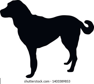 Dog Black Silhoutte In The 