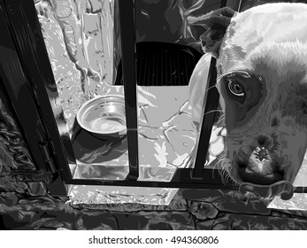 Dog, black and white.