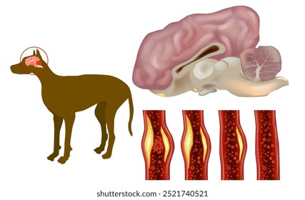 El coágulo de sangre de perro bloquea el cerebro. Accidente cerebrovascular o accidente cerebrovascular o ataque cerebral. Canina 