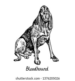 Dog of Bloodhound (Chien de Saint-Hubert, St. Hubert Hound, 
Sleuth hound)breed sitting, hand drawn doodle sketch with inscription, isolated vector outline illustration