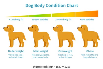 Dog body condition chart. Body fat index for underweight, overweight, obese and ideal weight in dogs. Canine health, veterinary infographic illustration in cartoon style.