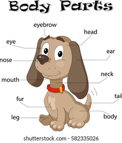 Dog body parts. Animal anatomy in English 