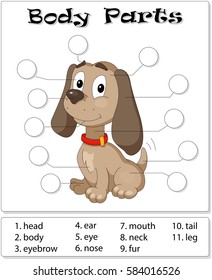 Dog body parts. Animal anatomy in English. Write the correct numbers of body parts 