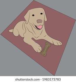Dog with bone on carpet. Labrador at home. The dog lies in its place.	