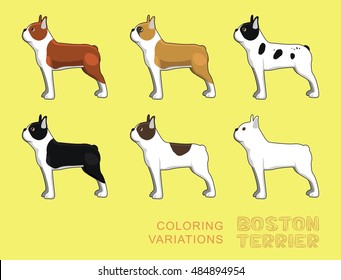 Dog Boston Terrier Coloring Variations Vector Illustration