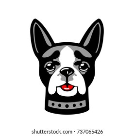 Dog boston terrier isolated on white background. Vector white, red and gray flat illustration.