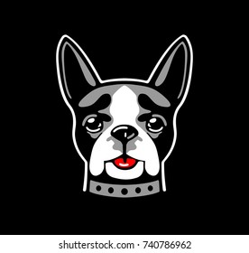 Dog boston terrier on black background. Vector white, red and gray flat illustration.