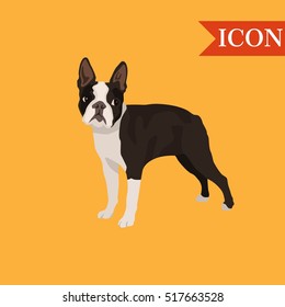 Dog boston terrier seamless pattern colorful isolated