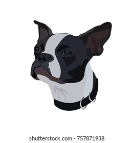 Dog of Boston-Terrier breed