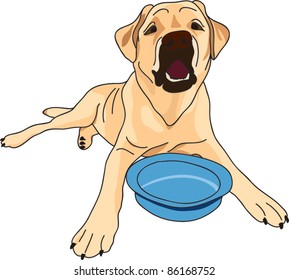 Dog, bowl,