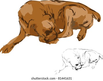 dog boxer