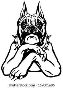 dog boxer breed, black and white front view illustration