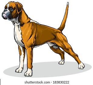 Dog Boxer Breed, Standing Pose, Side View Image Isolated On White Background