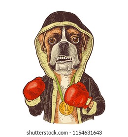 Dog boxer dressed in human in robe, gloves and medal with number 1. Vintage color engraving illustration for poster. Isolated on white background