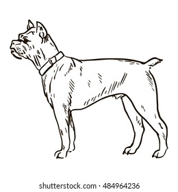 Dog boxer hand drawn vector illustration isolated