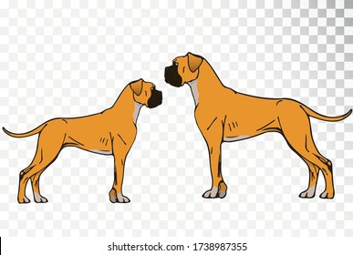 Dog Boxer Side View On A Transparent Background. Muscular Dog. Dog Protector. Red-haired German Boxer.