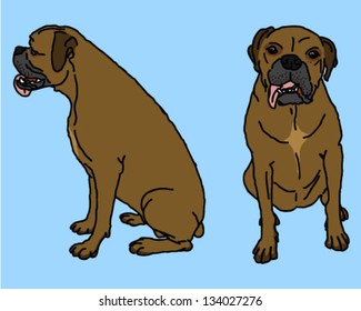 Dog boxer sitting begging profile