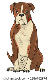 dog boxer vector