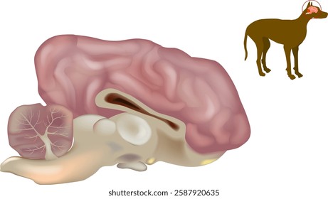 Dog Brain Anatomy Illustration.Canine Brain Structure Diagram. Animal Brain Medical Illustration. Canine Brain and Nervous System Diagram