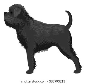 Dog breed, Affenpinscher, detailed, isolated on white, vector illustration