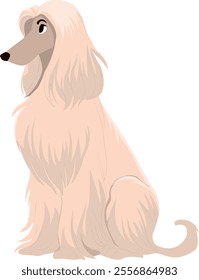 Dog Breed Afghan Hound Isolated